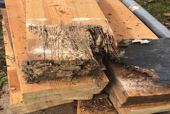 Structural Engineering Termite Damage Wood Beam Replacement
